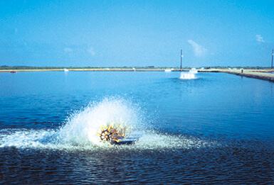 Seis consejos para la gestión de la calidad del agua en la camaronicultura